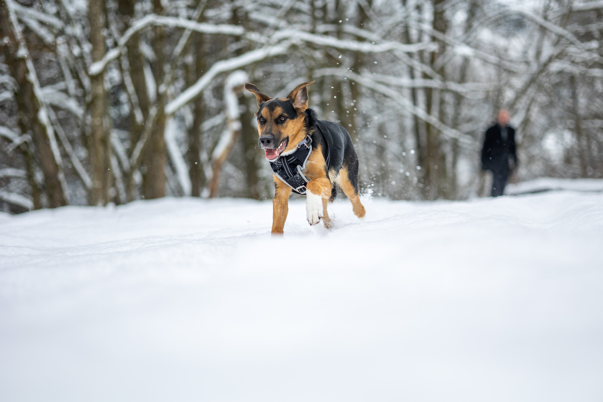 Hund beim Toben.